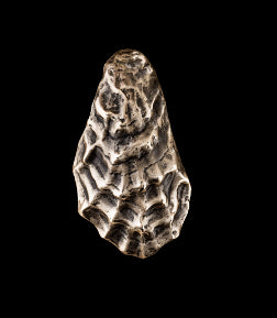 Oyster Shell Door Knocker