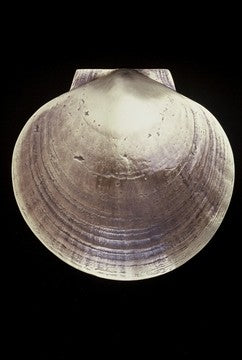 Deep Sea Scallop Door Knocker