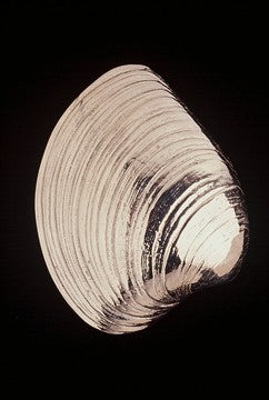 Quahog Clam Door Knocker