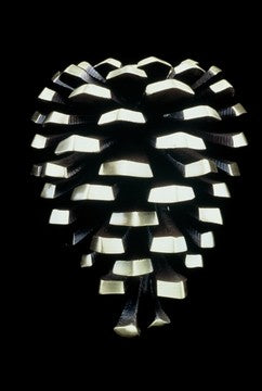 Pine Cone Door Knocker